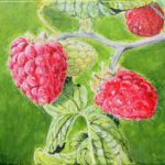 Rasberries (Small)